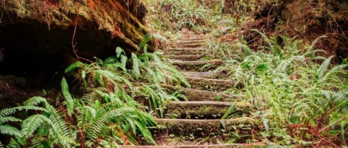 path-through-woods-stairs