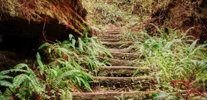 path-through-woods-stairs