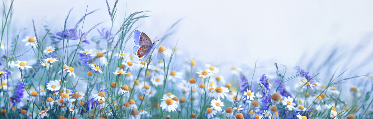 meadow-flowers-butterfly