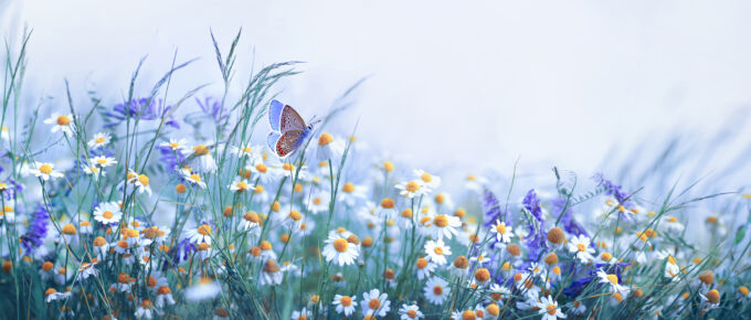 meadow-flowers-butterfly
