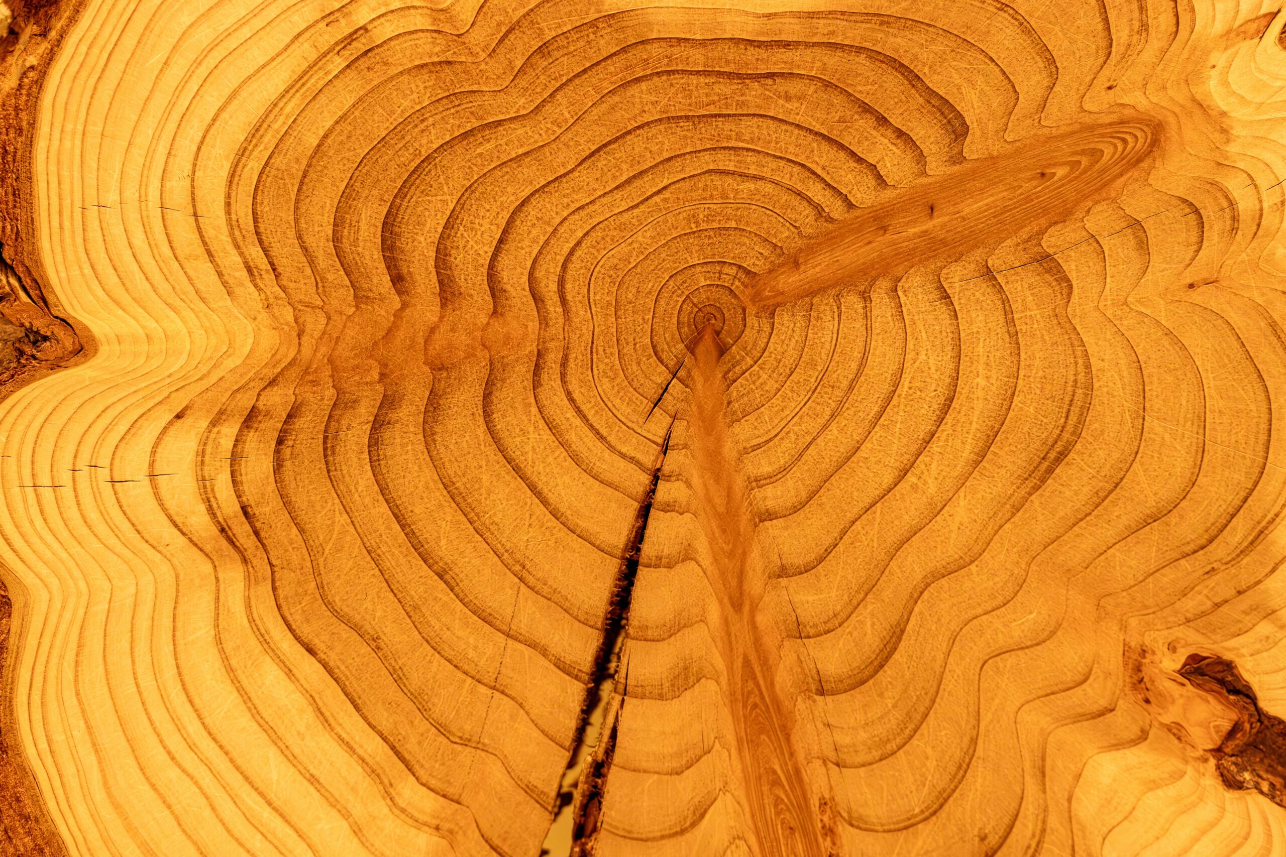 redwood-tree-rings