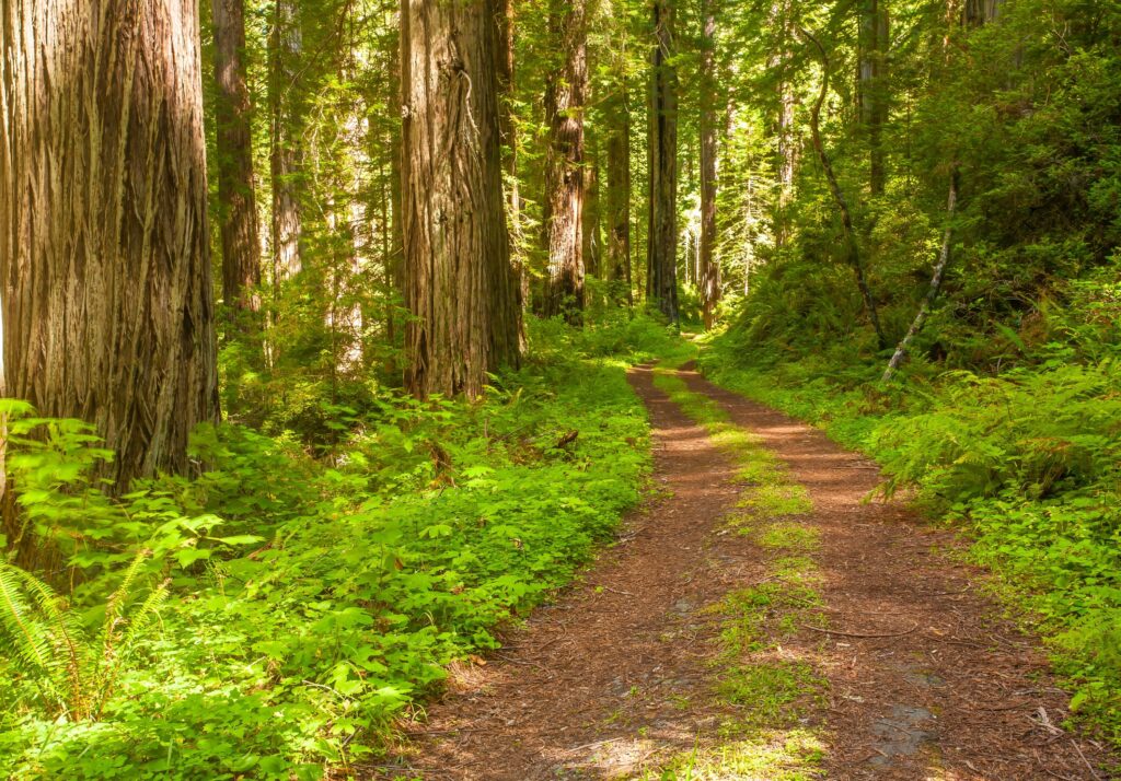 path-through-redwood-forest