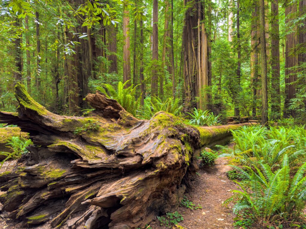 redwood-tree-down-forest
